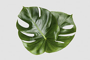 Printable Art - Monstera Leaves