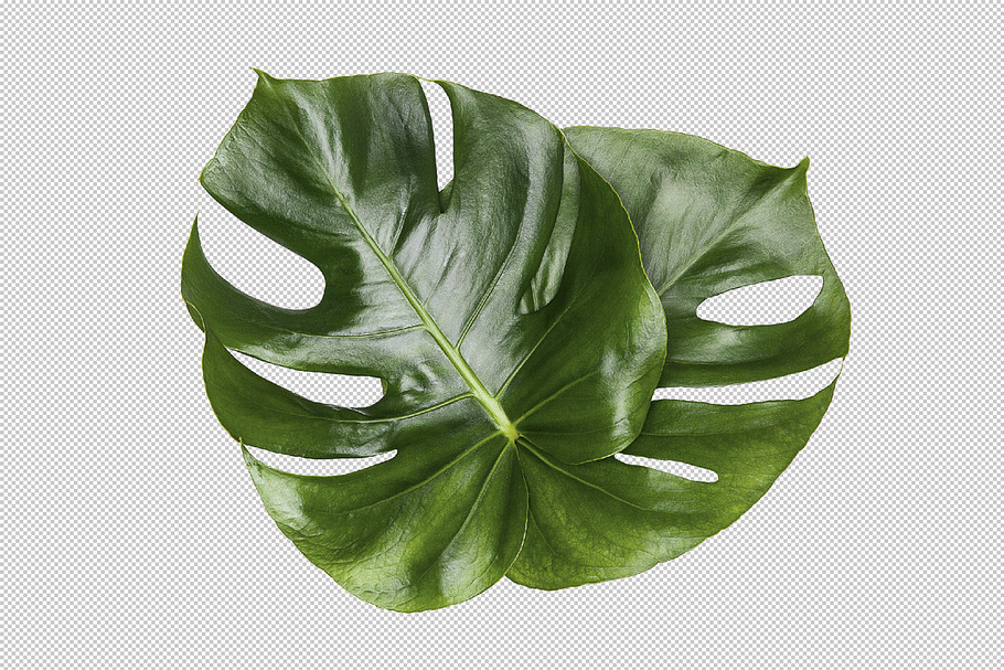 Printable Art - Monstera Leaves in Print Mockups - product preview 8