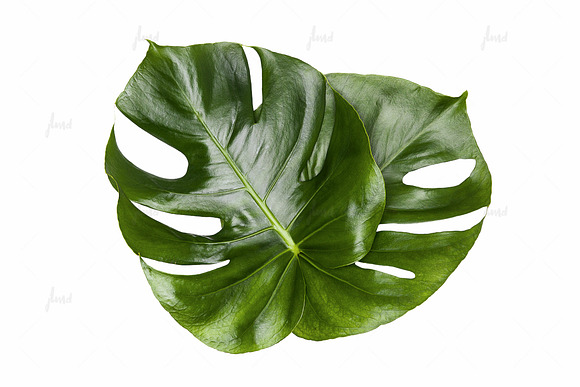 Printable Art - Monstera Leaves in Print Mockups - product preview 1