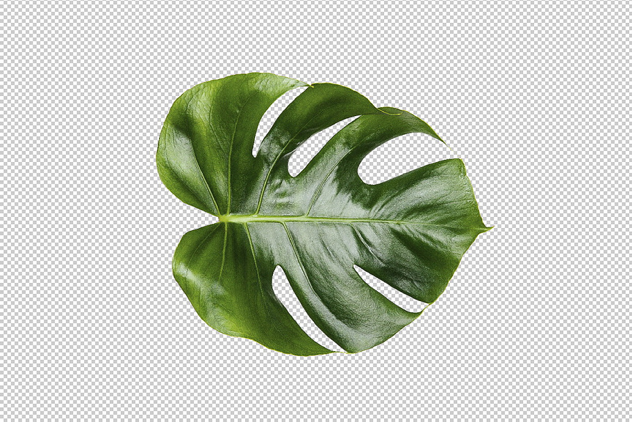Printable Art - Monstera leaf