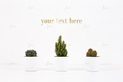 Cacti on white, photo-based mockup ♥