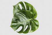 Monstera isolated leaves