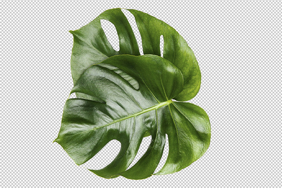 Monstera isolated leaves in Product Mockups - product preview 8