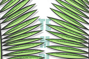 Design background with palm leaves