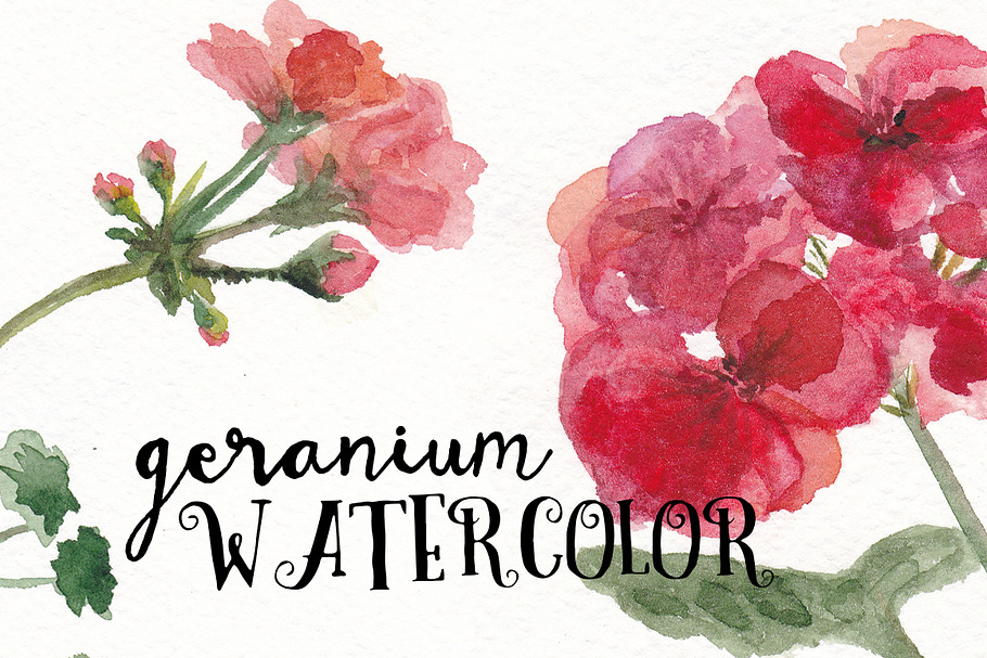 Watercolor geranium flowers set in Illustrations - product preview 8