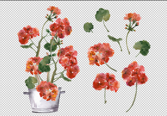 Watercolor geranium flowers set in Illustrations - product preview 1