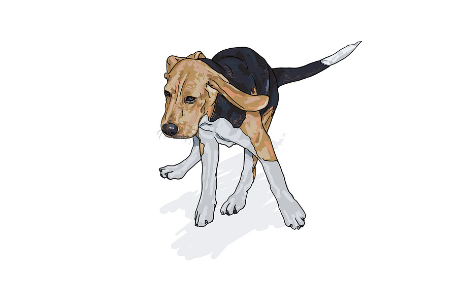 Running beagle with shadow in Illustrations - product preview 8
