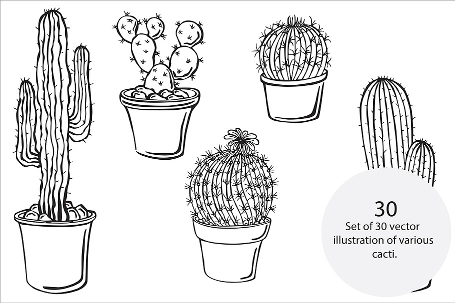 Cacti, vector in Illustrations - product preview 8