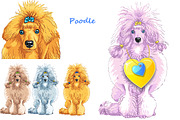 Set of dogs breed Poodle