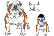 Dog breed English Bulldog 