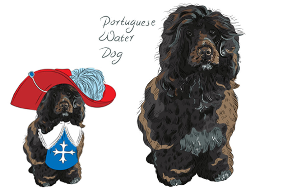 Portuguese Water Dog in Illustrations - product preview 8