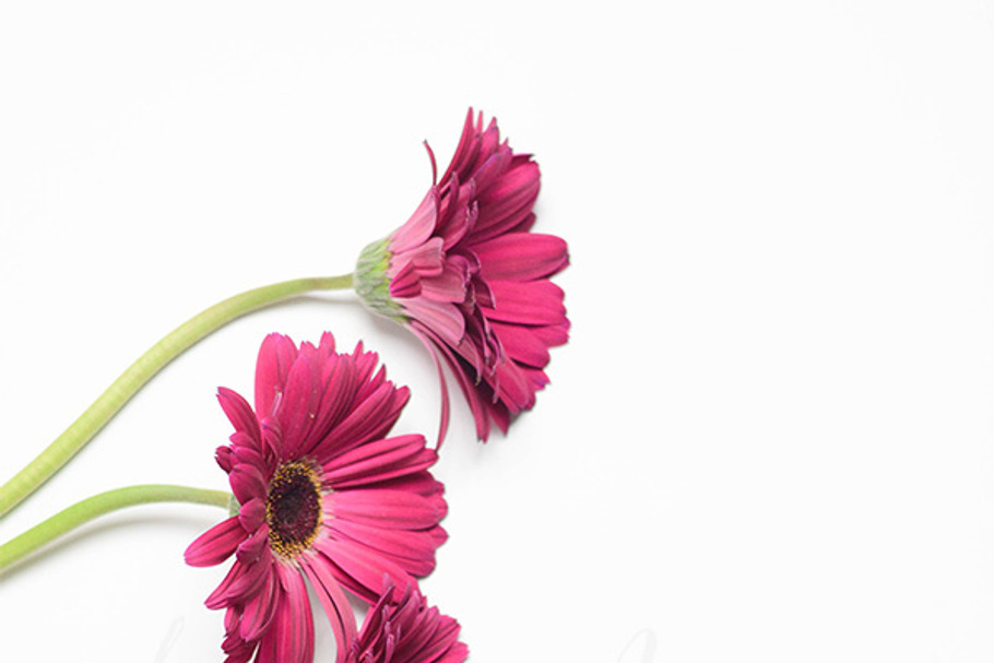 Gerber Daisies on White  in Product Mockups - product preview 8