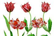 Red Tulips. Watercolor Clip Art