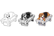 Beagle on chair