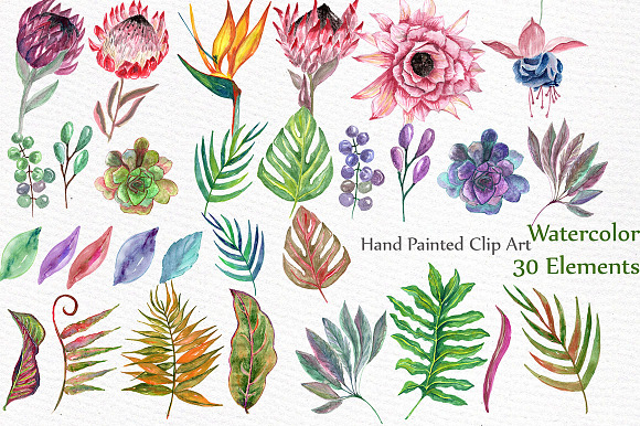 Watercolor Tropic clipart in Illustrations - product preview 1