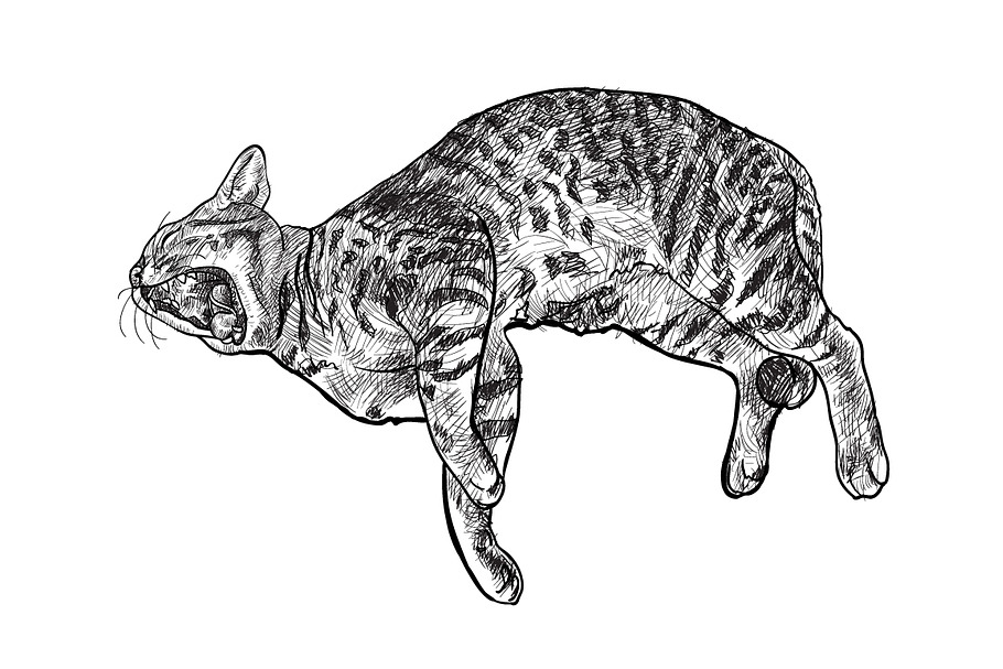 Yawning cat in Illustrations - product preview 8