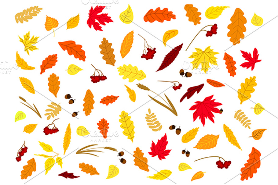 Autumnal herbs, leaves and berries in Graphics - product preview 8