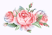Rose flower watercolor illustration
