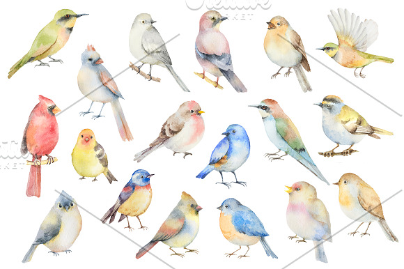 Watercolor birds. in Illustrations - product preview 1